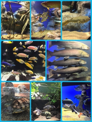 魚.JPG