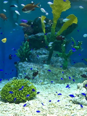 水族館.JPG