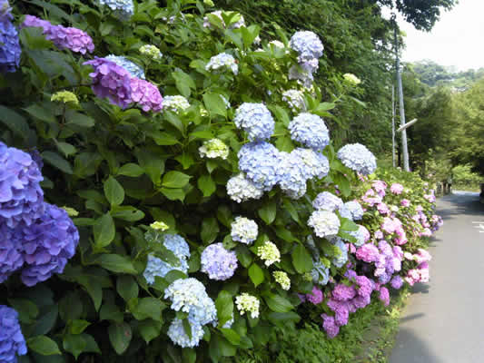 紫陽花1