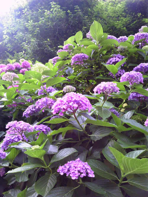 紫陽花2