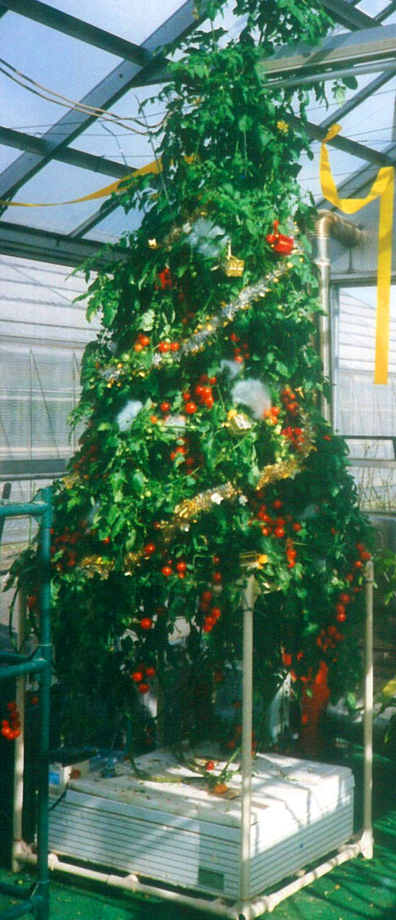 303クリスマスツリー