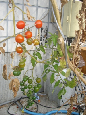 トマト ミニトマトは寒さで枯れるとどうなるか 水耕栽培q A