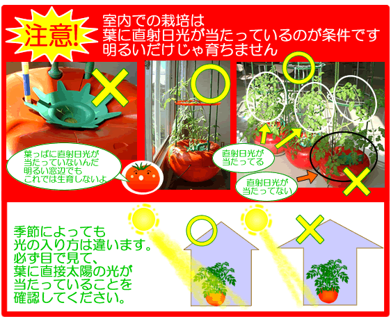 トマト ミニトマトの寒さ対策 水耕栽培q A