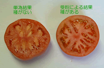 単為結果のトマト