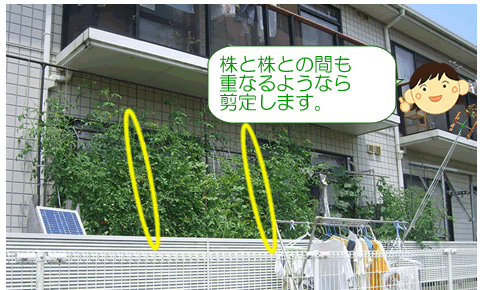 水耕栽培剪定方法