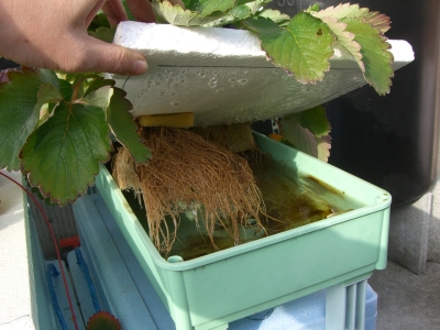 液肥確認
