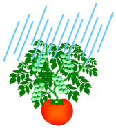 雨の水耕栽培の対応