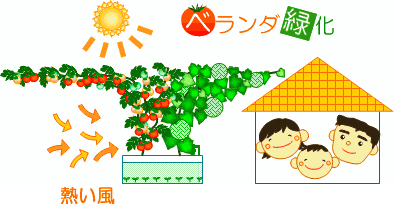 緑のカーテン