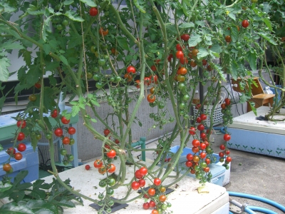 店長宅 緑のカーテン 6 22の様子 トマト収穫開始 ミニトマト130ヶ収穫済み 水耕栽培q A