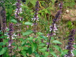 DSC09819.jpg