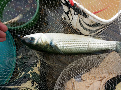 ボラ 虫ヘッド釣法目指せ100魚種キャンペーン62魚種目 ちょっとshot Blog