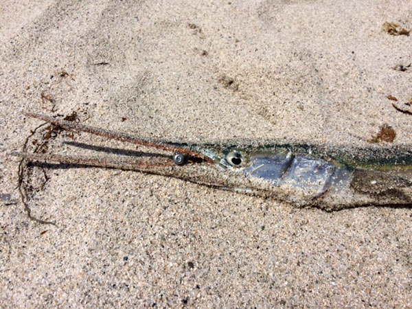 ダツ 虫ヘッド釣法目指せ100魚種キャンペーン17 47魚種目 ちょっとshot Blog