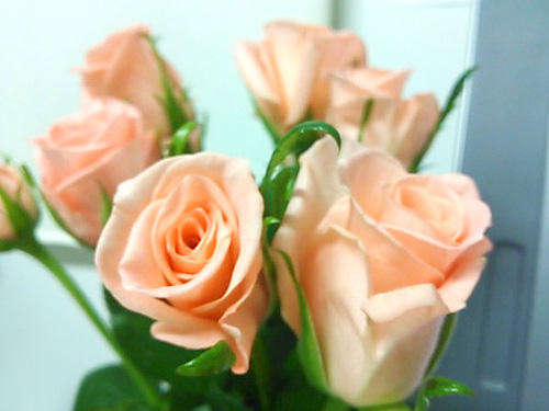 薔薇