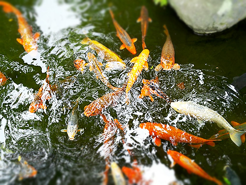 鯉