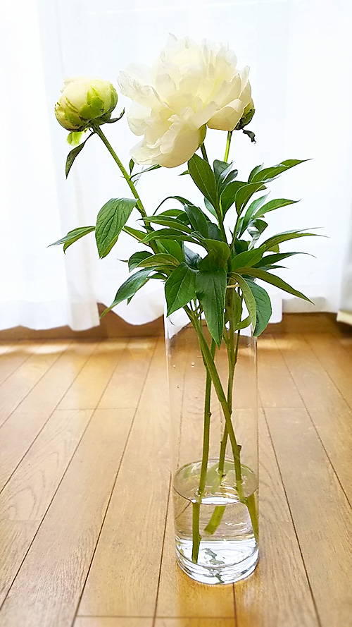芍薬
