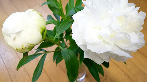 芍薬アップ