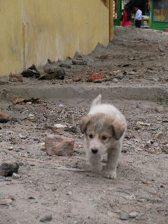 犬