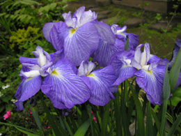 花菖蒲