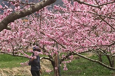 桃の開花
