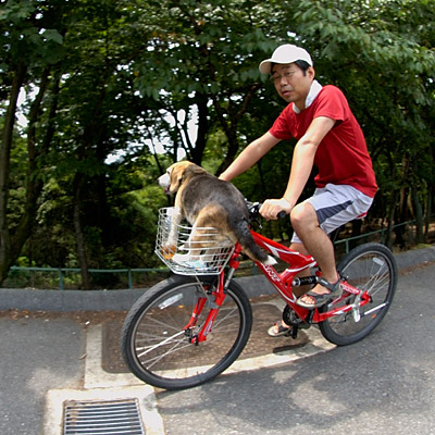 愛しの犬_1