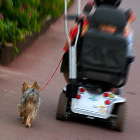 愛犬_1