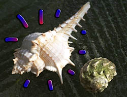 351