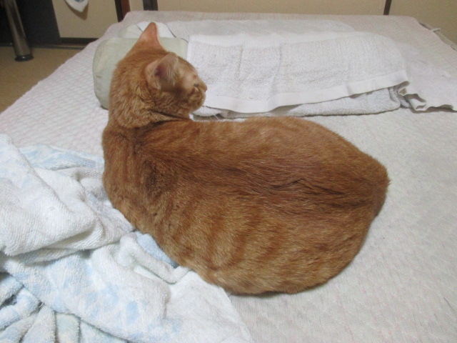 アウルの2