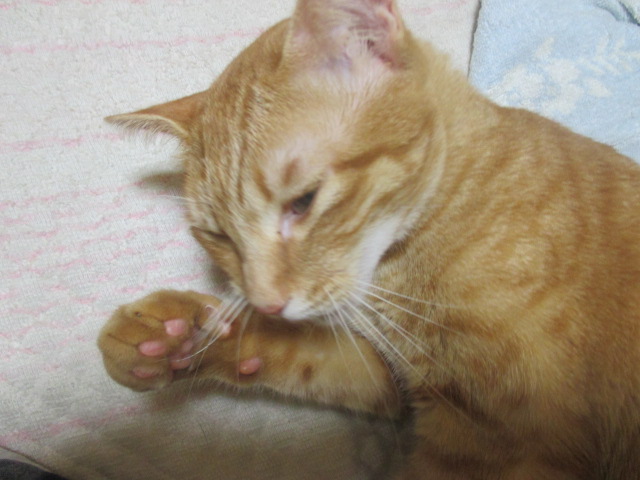 アウルの3