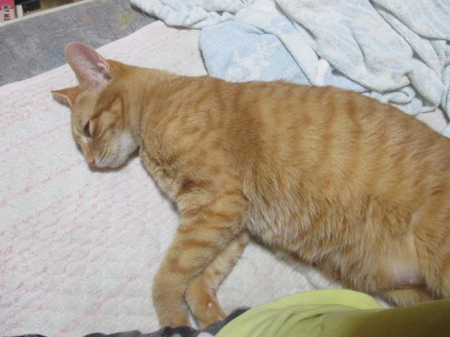 アウルの4