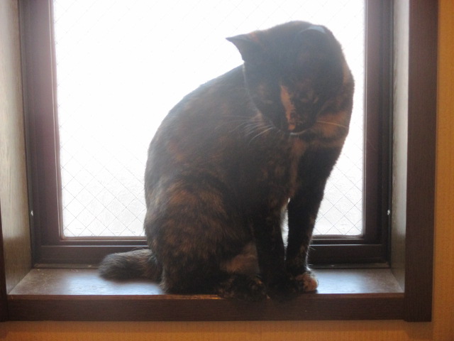 クロルの1