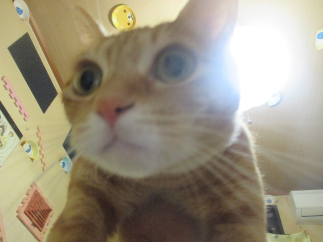 ¥¢¥¦¥ëÀ̡ܼ