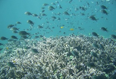 トランベンのお魚と珊瑚たち。