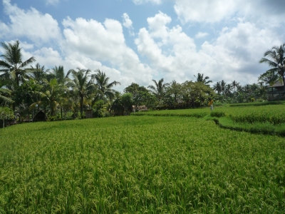 201105bali_masami 344.JPG