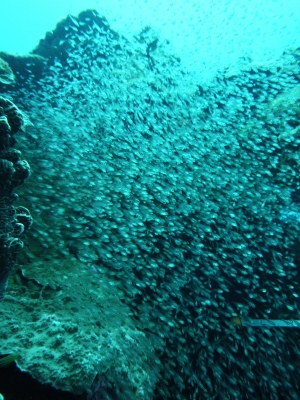 P1000214.JPG