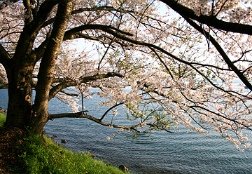 海津大崎の桜
