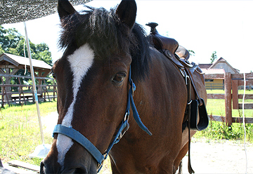 ブルーメの丘のお馬さん