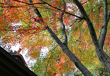紅葉