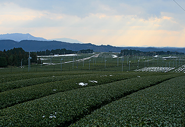 頓宮大茶園の写真3