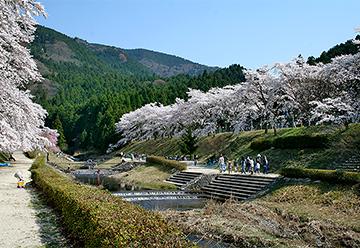 鮎河桜まつりの写真1