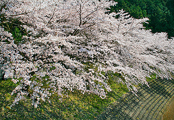 鮎河桜まつりの写真2