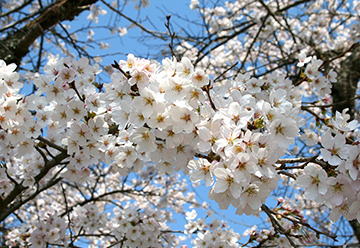 鮎河桜まつりの写真3