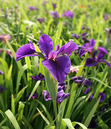 「新旭花菖蒲園」の菖蒲