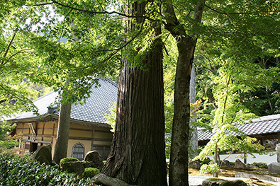 永源寺の写真4