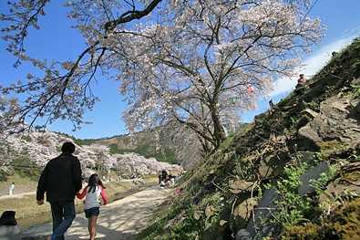 鮎川さくら祭り-写真2