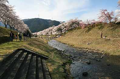 鮎川さくら祭り-写真3