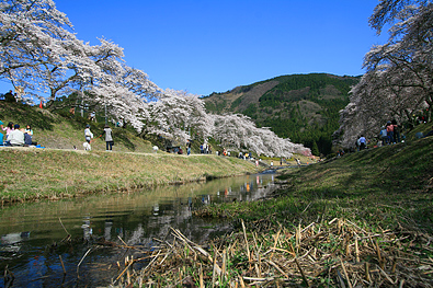 鮎川さくら祭り-写真4