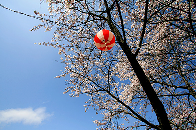 鮎川さくら祭り-写真7