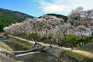 鮎川さくら祭り-写真8