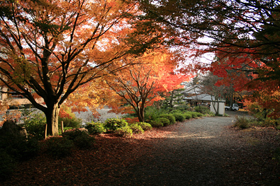 鶏足寺の紅葉