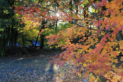 鶏足寺の紅葉